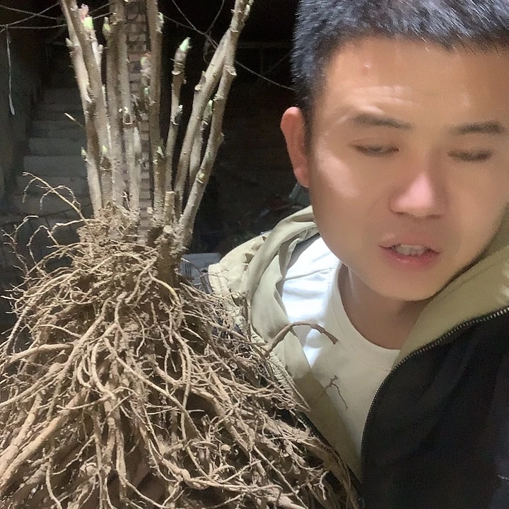 往***事当前无花栽培后可以开花