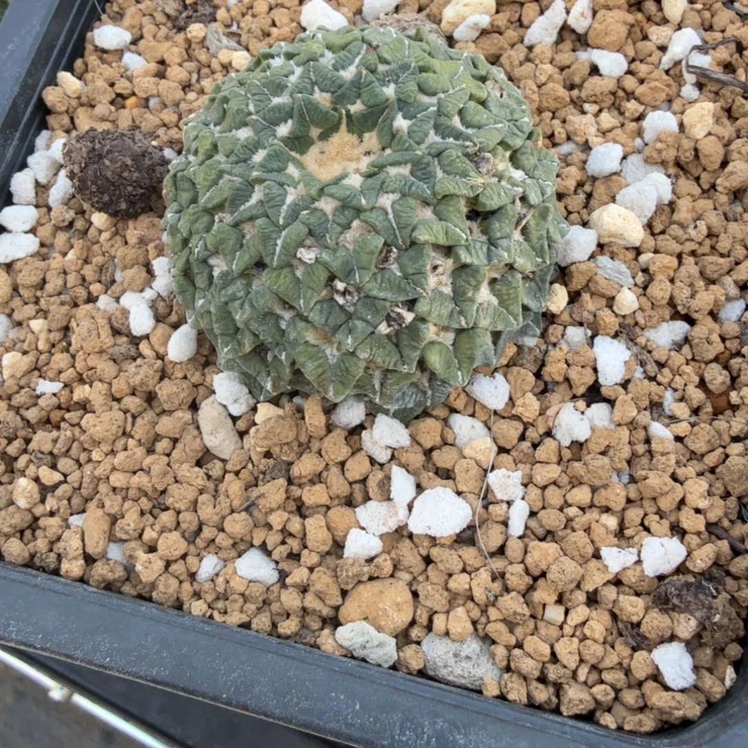 *****仙人球开花一个福利品