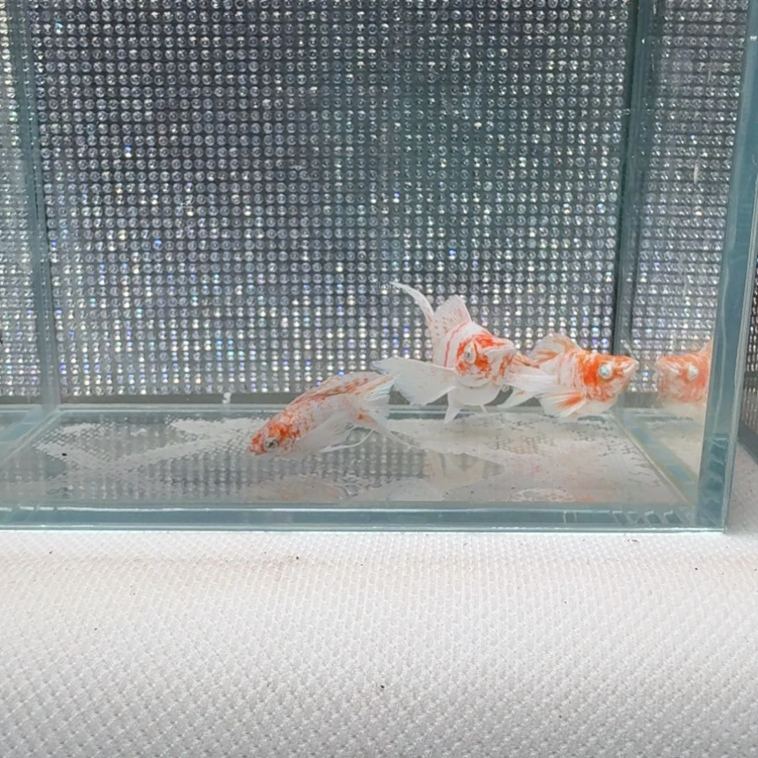 黑玛丽鱼06 樱花种鱼