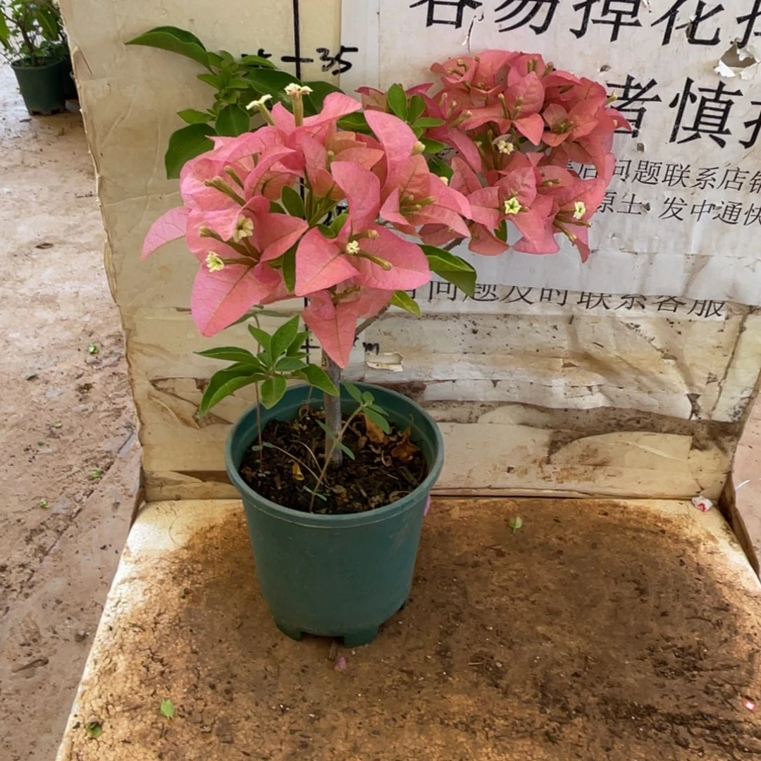 海***空当前无花栽培后可以开花7-1129