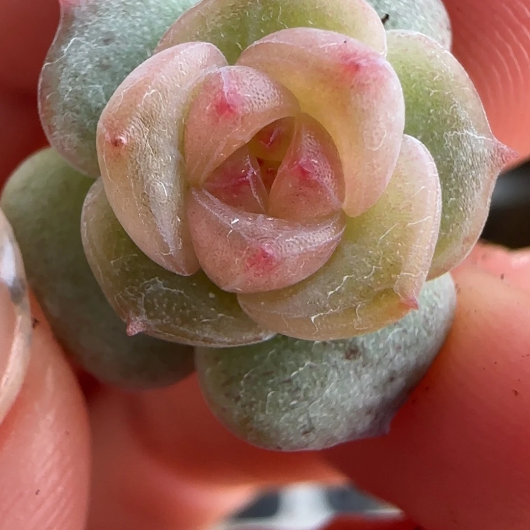 绝绝子多肉植物一颗