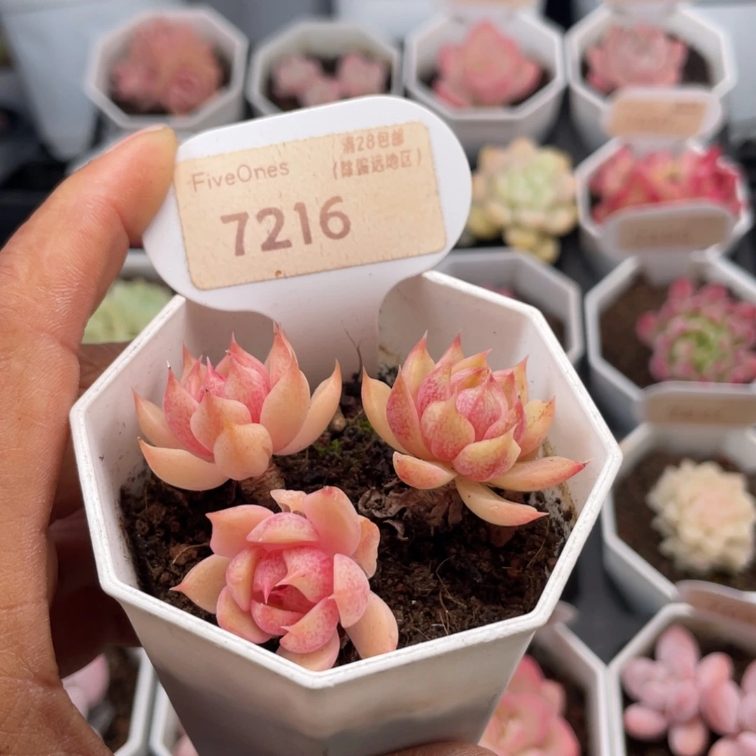 苯巴蒂斯7216-6.0厘米