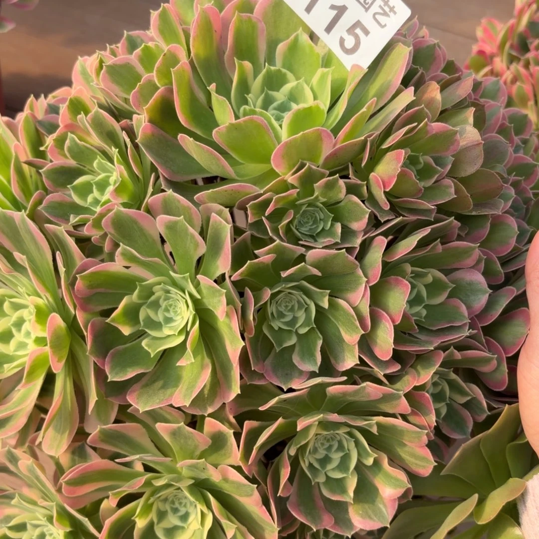 春***明粉体白凤115肉肉肉肉