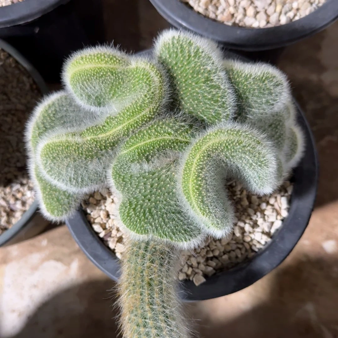 雪***牧发货了吗你还不回来了