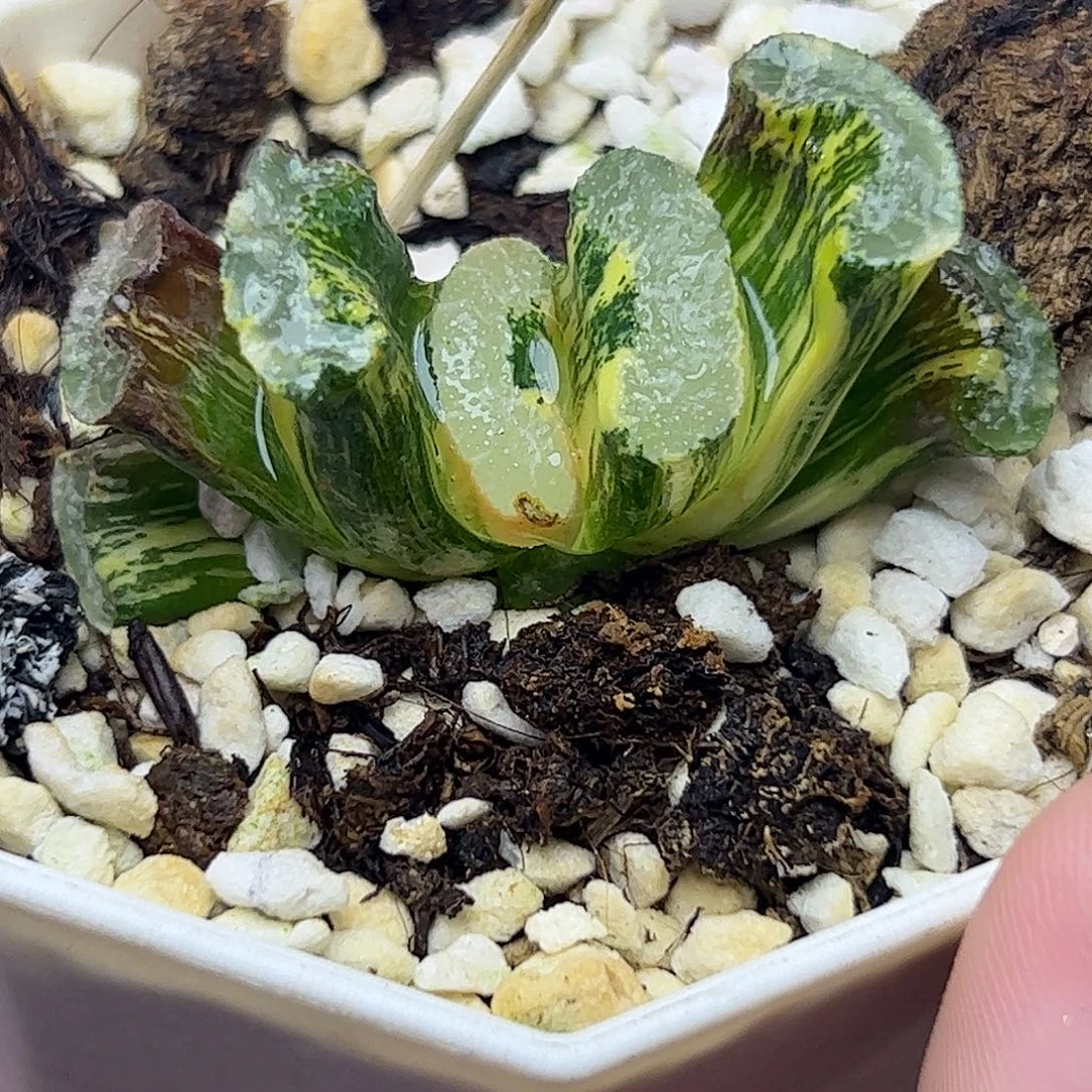 浮藻锦十二卷多肉植物