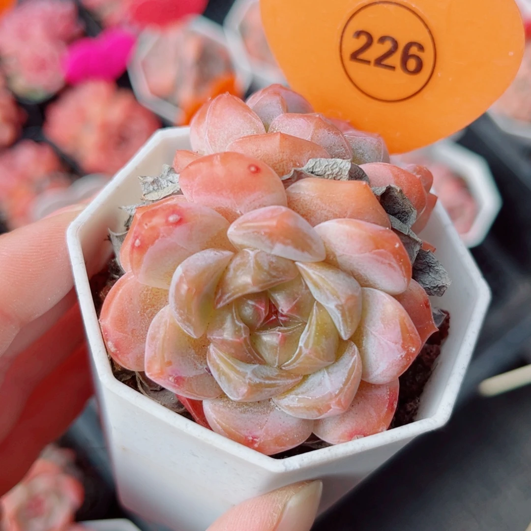 226号小老桩糖心双头