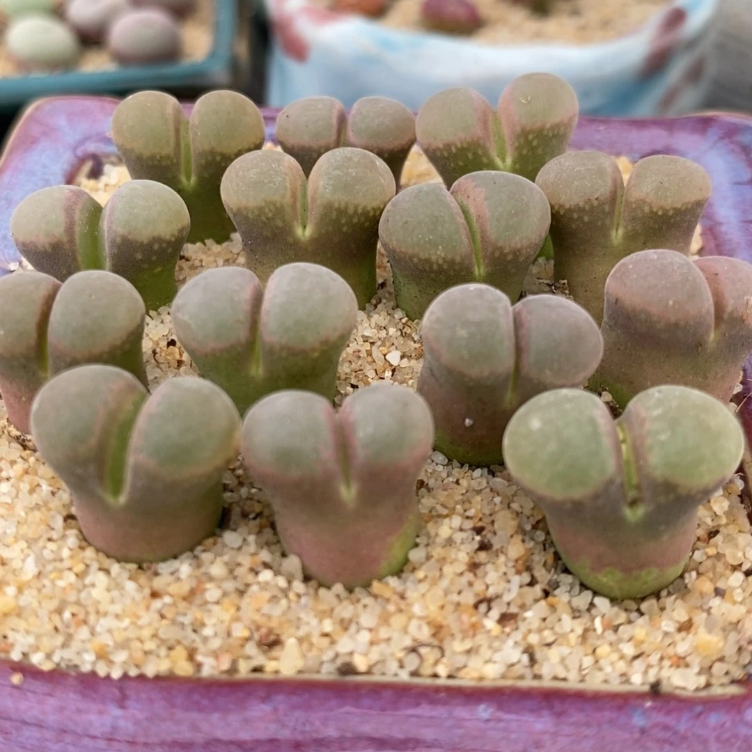 白窗B23风铃一颗。