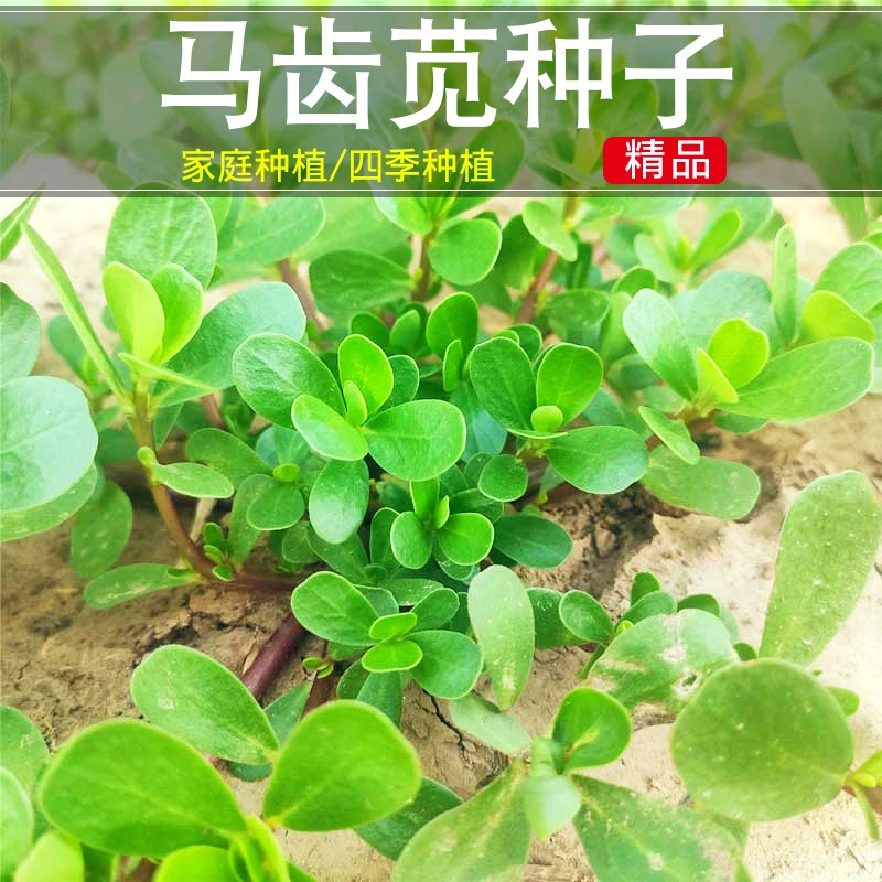马齿苋种子野菜种子大叶五行菜种籽春季夏秋季种植蔬菜菜种孑家庭