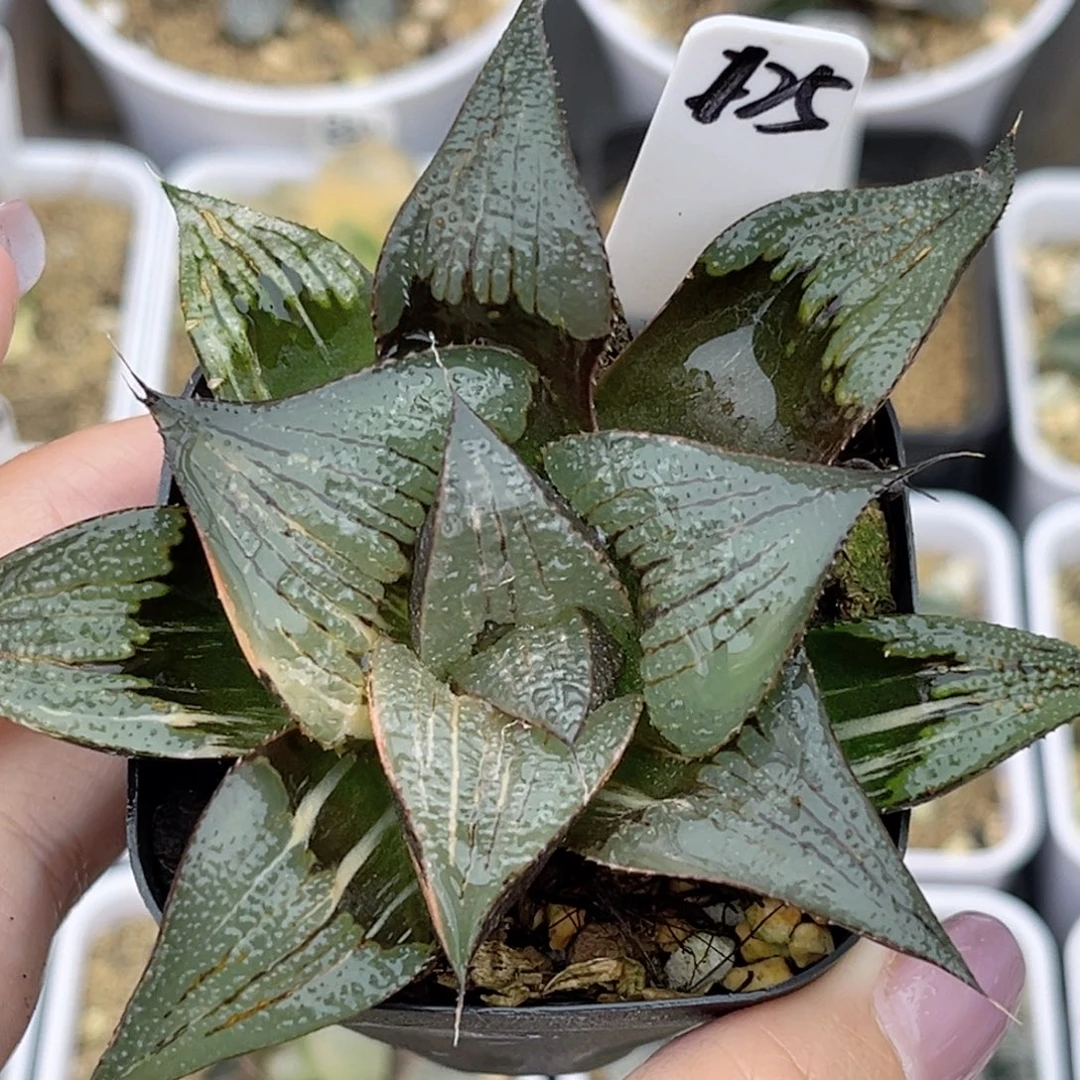 125巨大丸叶茜云芭提雅锦福利专场