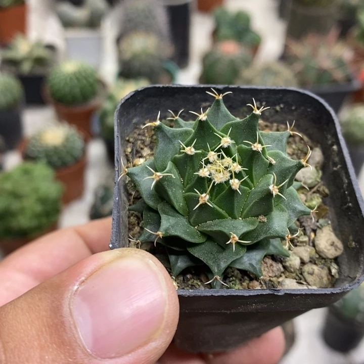 实生蒂冠特价福利