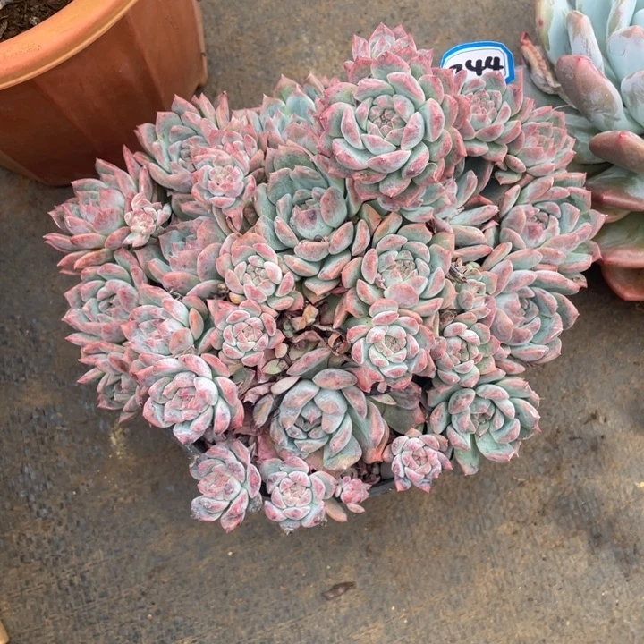 744霜花 一物一拍多肉