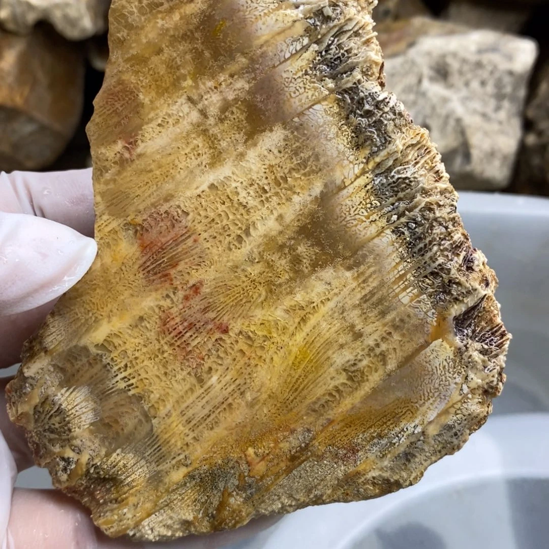 【闪购商品】硅化玉珊瑚玉未镶嵌