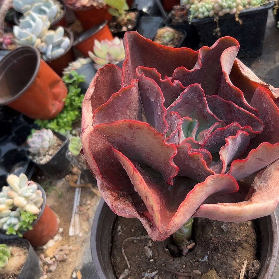 多肉植物姜饼包菜