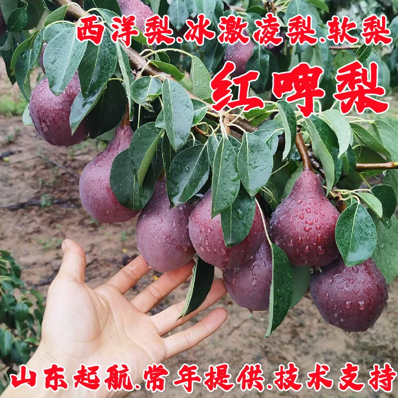 嫁接红啤梨苗软梨红皮梨紫啤梨树苗盆栽庭院地栽西洋梨南北方种植