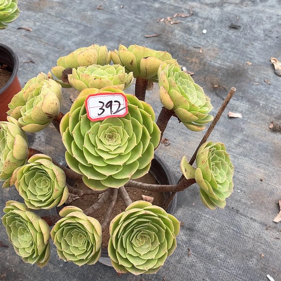 多肉植物392号多肉植物