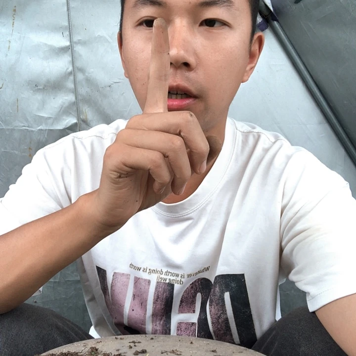 完全开放黄荆盆景艺术作品
