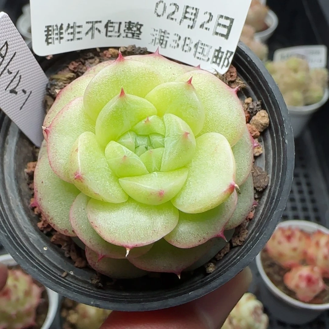 0202-149（A1-12-1）