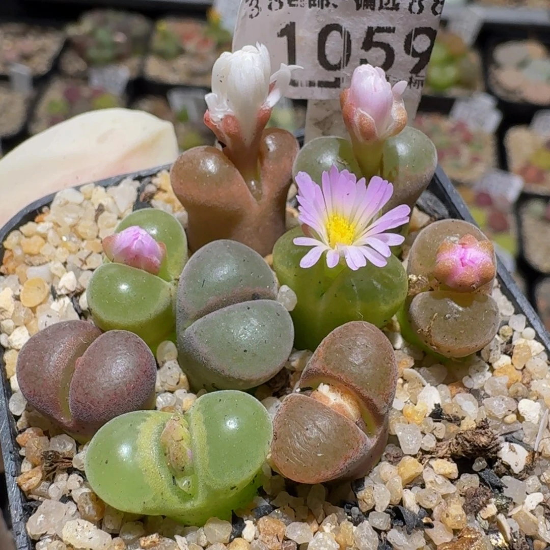 zzzz生石花肉锥1059