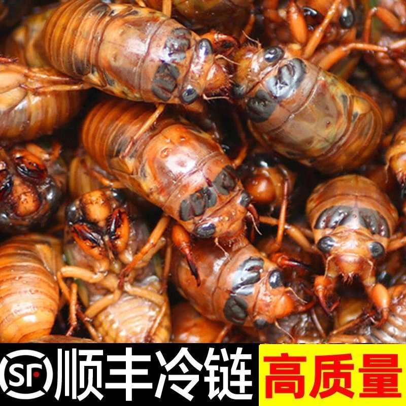 LL当季山东特产新鲜速冻金蝉知了猴爬叉顺丰包邮知了猴新鲜
