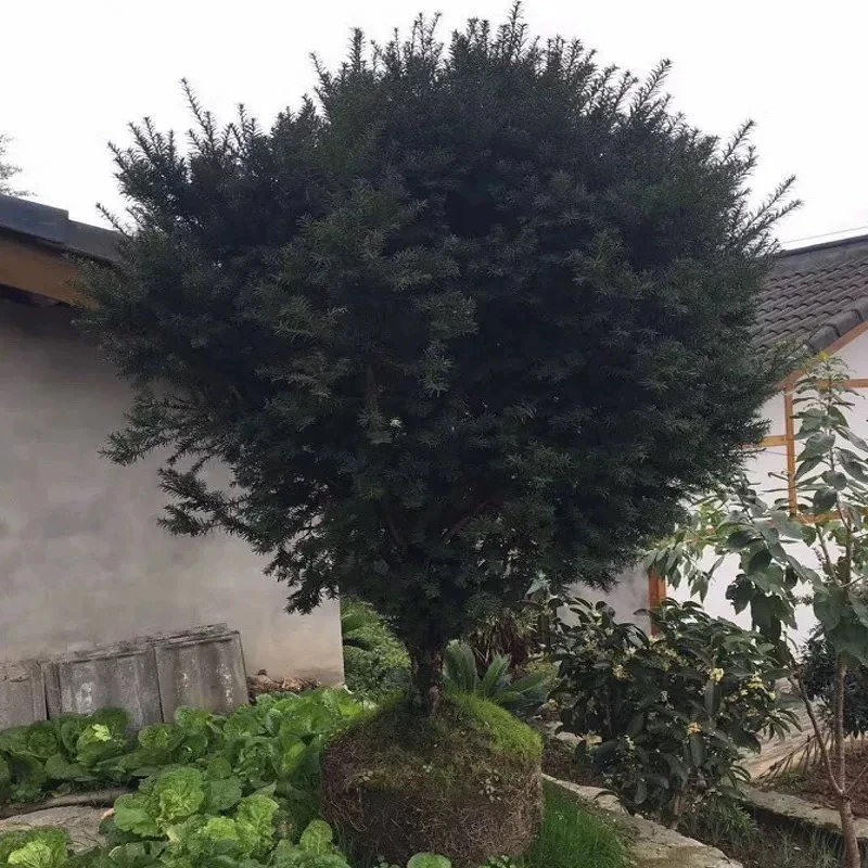 带果曼地亚红豆杉球型盆栽树苗大型盆景老桩庭院别墅植物耐寒绿植