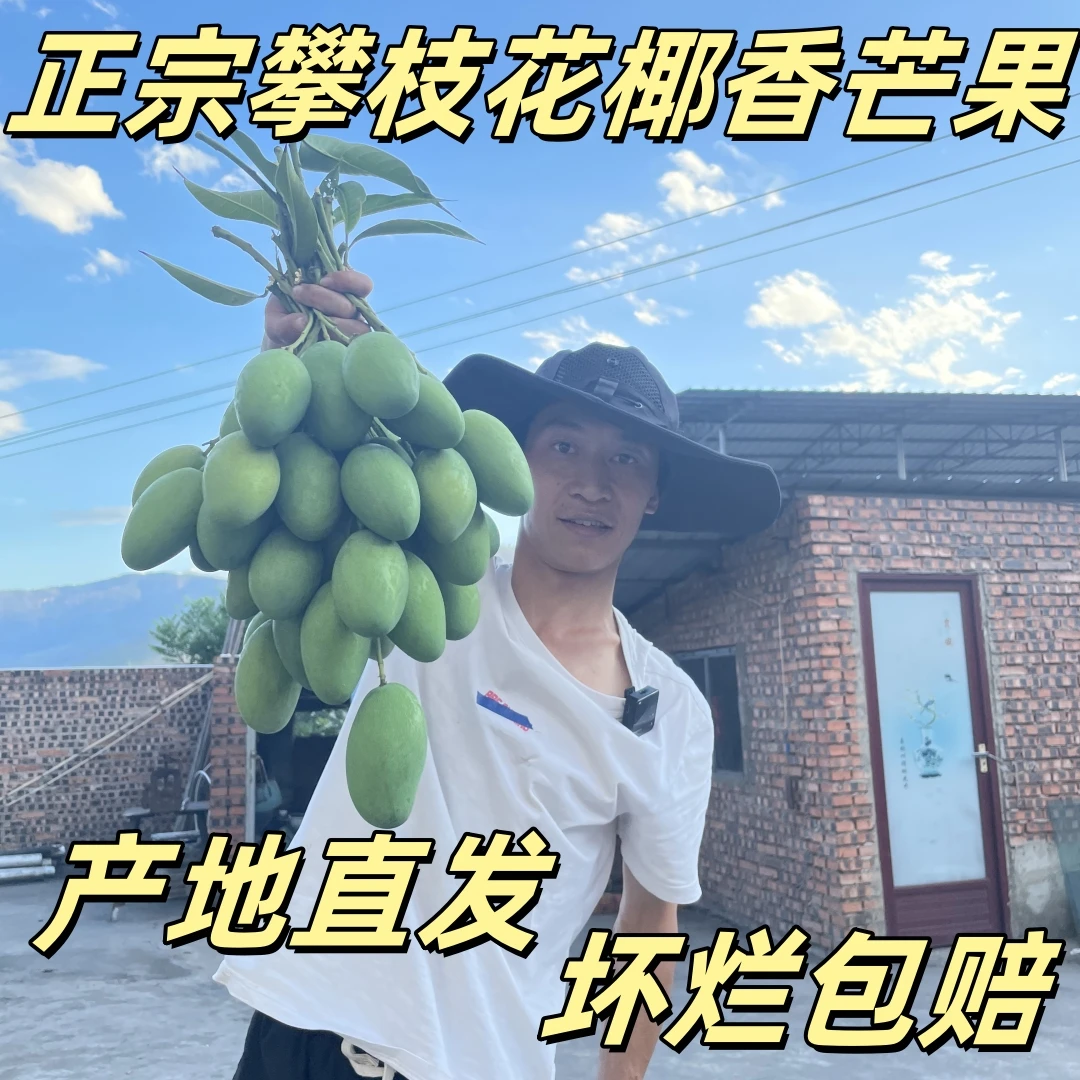 【催熟吃】攀枝花椰香芒果带奶香味的芒果5/9斤