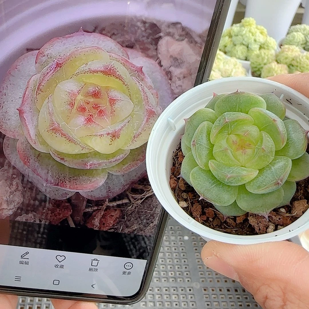 1031-101（海王心）优选