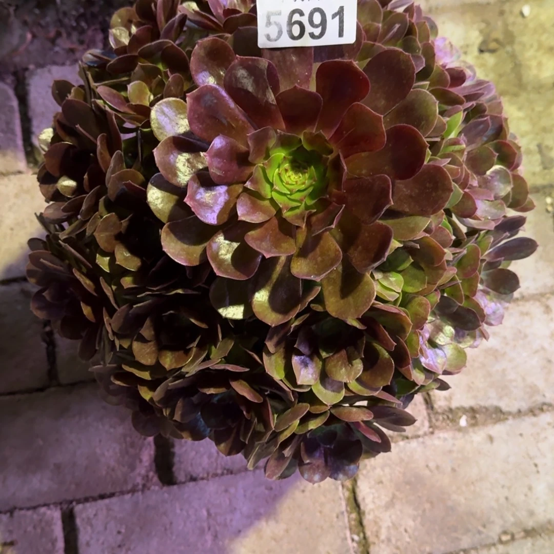小***哥炽焰莲多肉植物5691