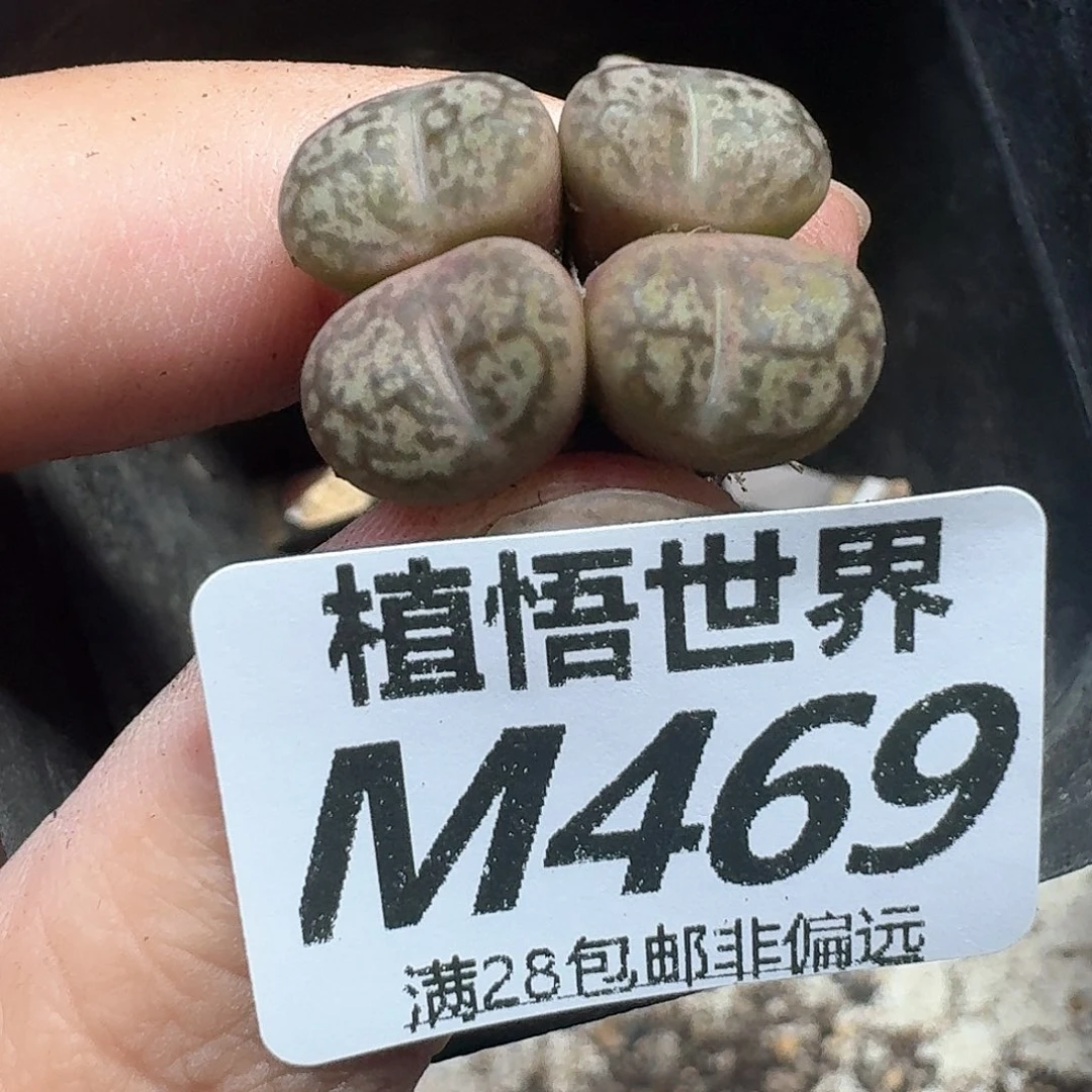 多肉植物的润泽地方