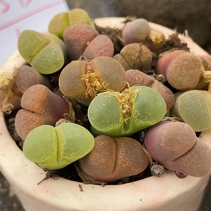 母本风铃混合10颗。