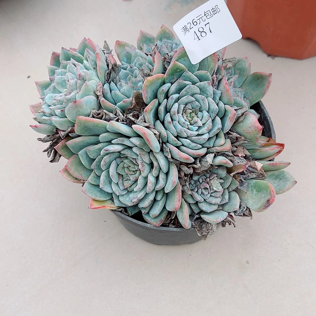 秋***Y487莎莎女王多肉植物多肉