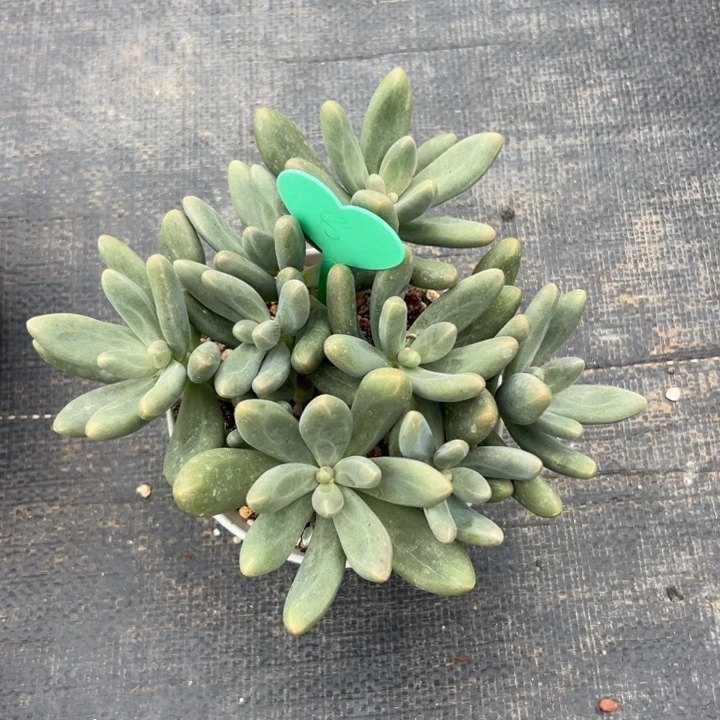 朝***姐多肉植物一物一拍