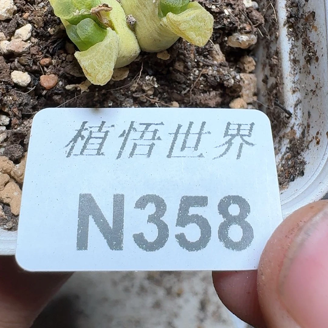 358盒多肉植物哇c g