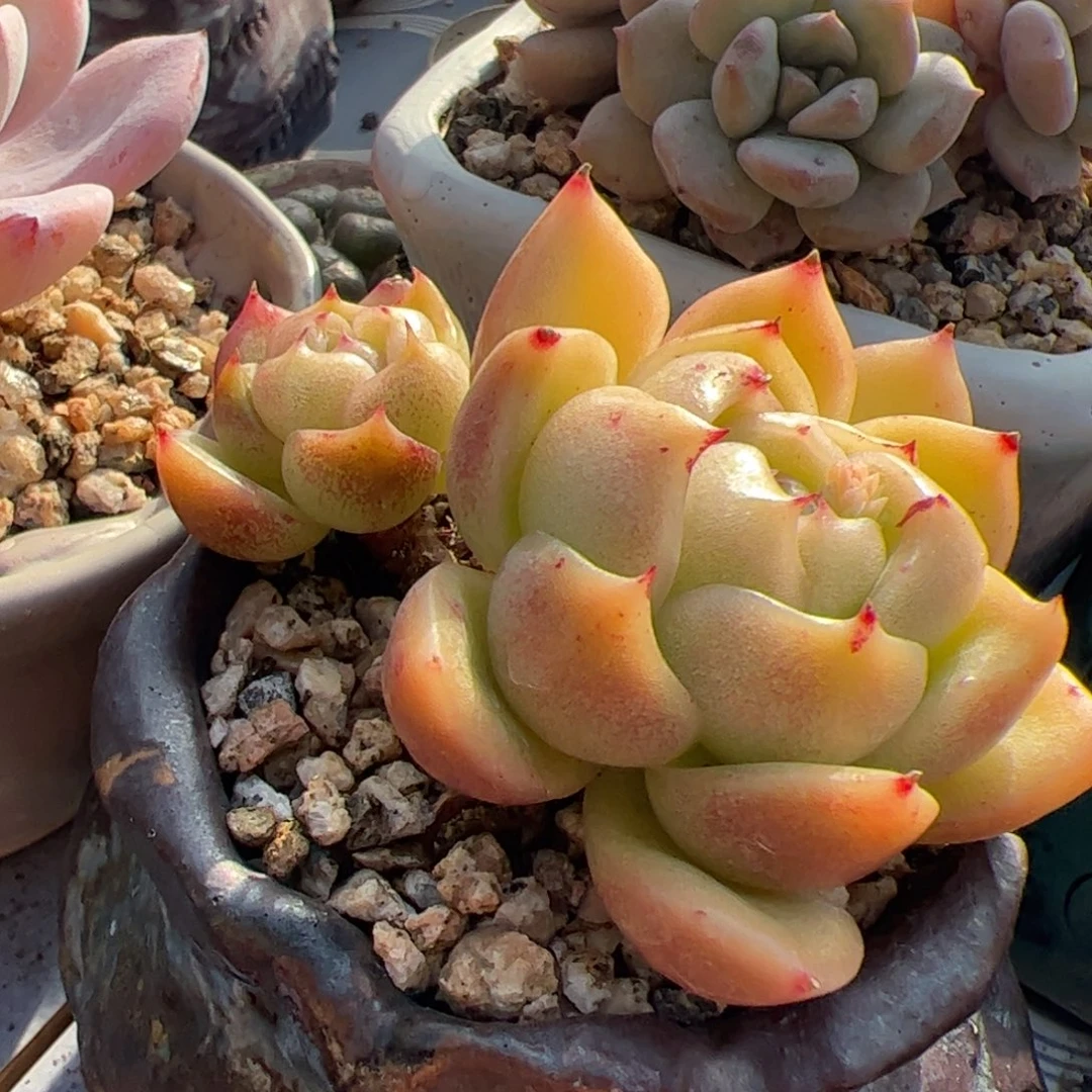 白玫瑰老桩多肉植物