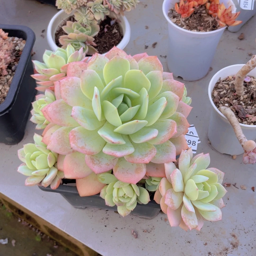 @***儿恋曲以肉植物18298