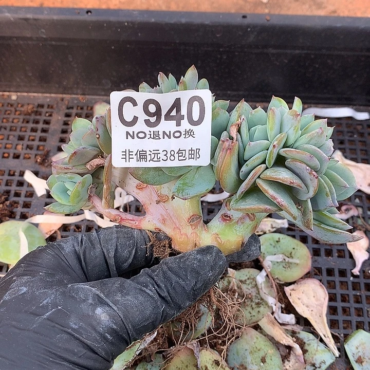 白凤缀化 940 秒拍秒退拉黑