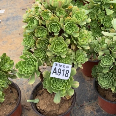 918琉璃翡翠不包断枝