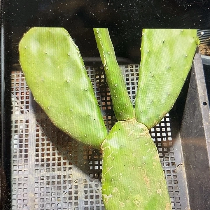 448有根胭脂掌一拖三