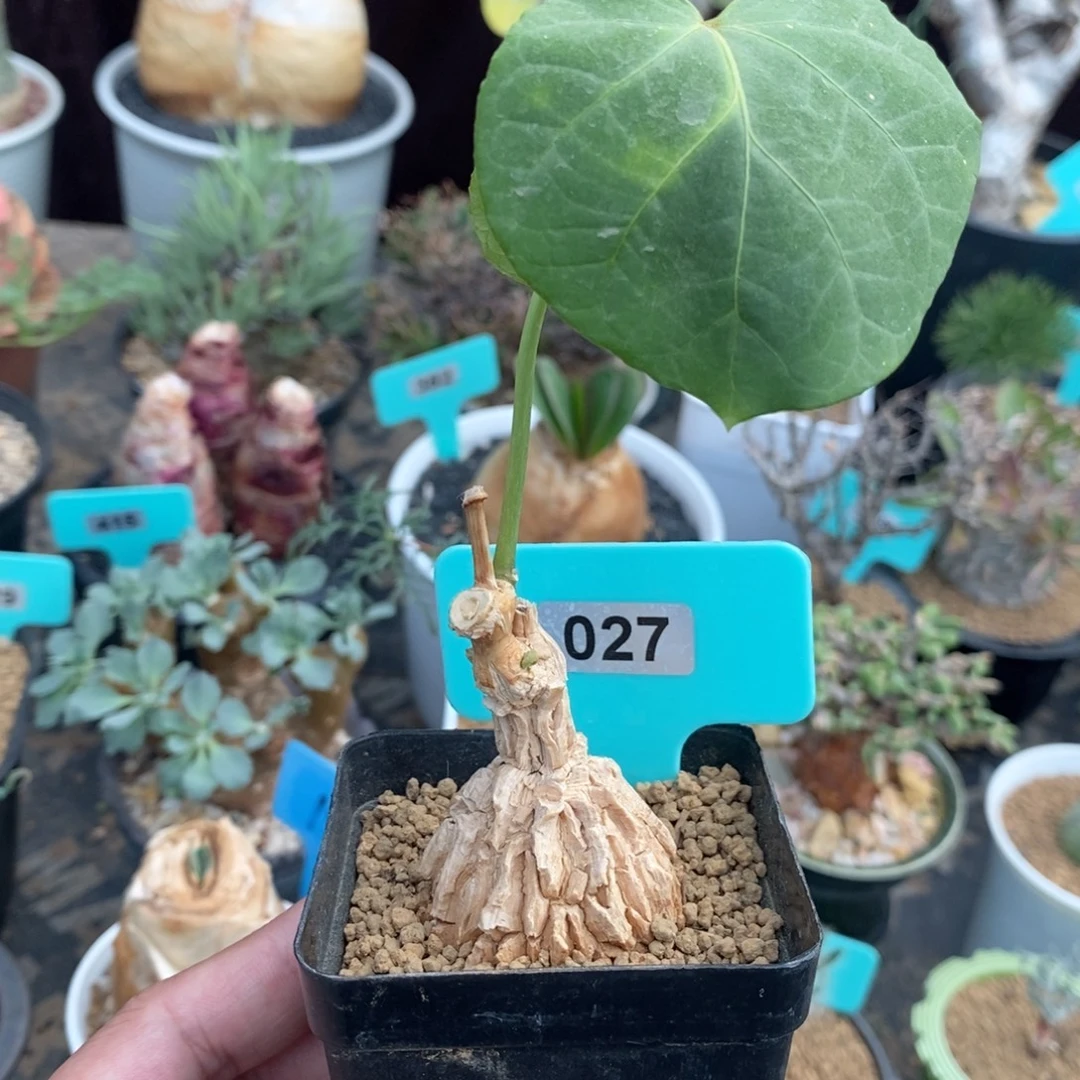龟甲罗摩多肉植物