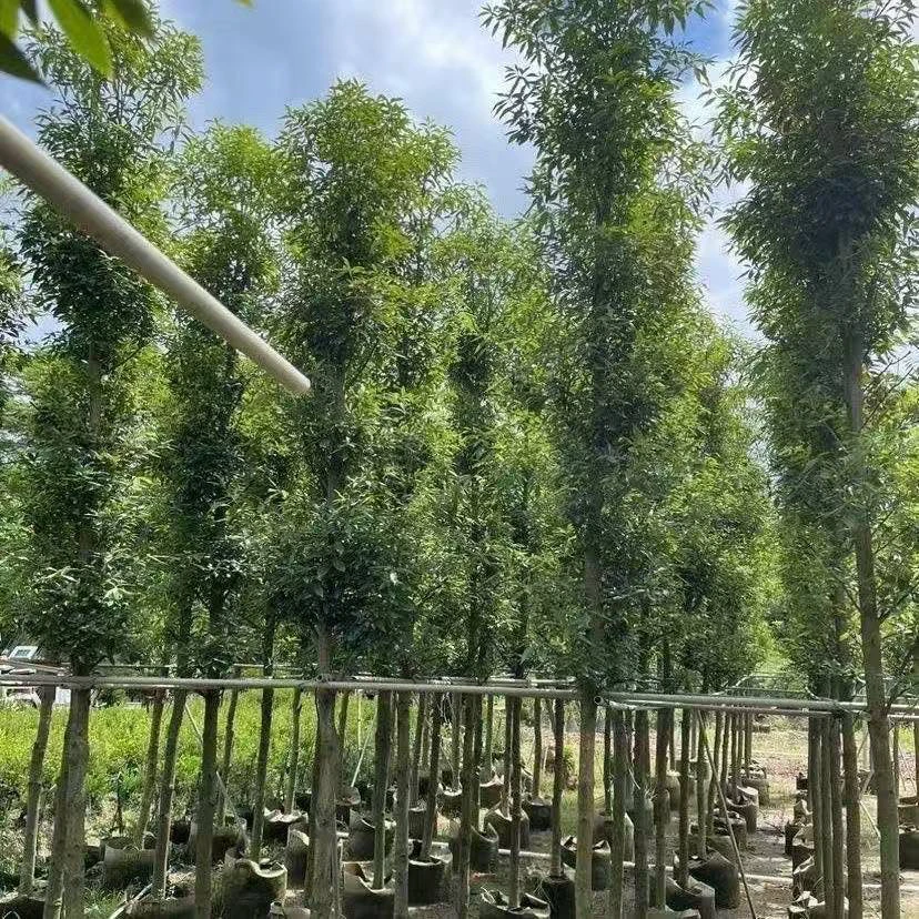 金丝楠树苗四川正宗金丝楠木苗金丝楠苗名贵小叶桢楠树苗金丝楠