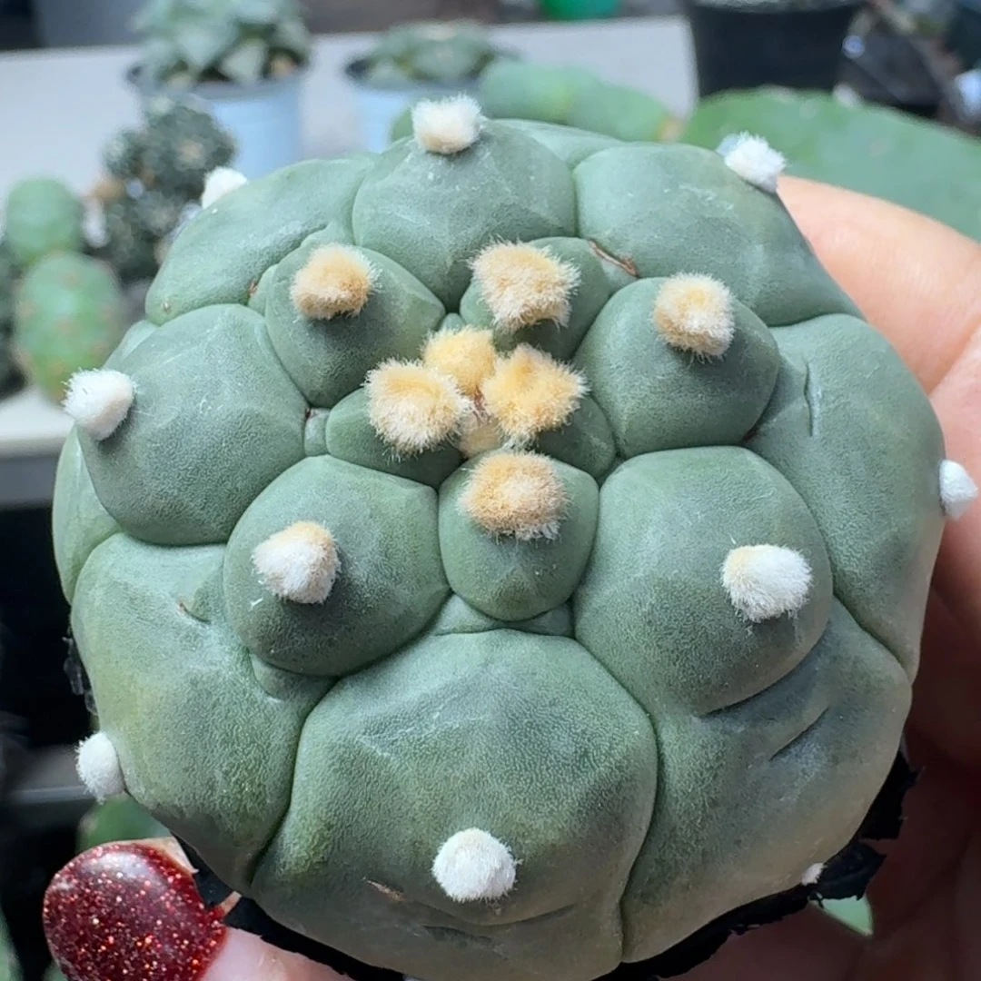 【闪购商品】无花朵实生萝卜根龟甲兜168