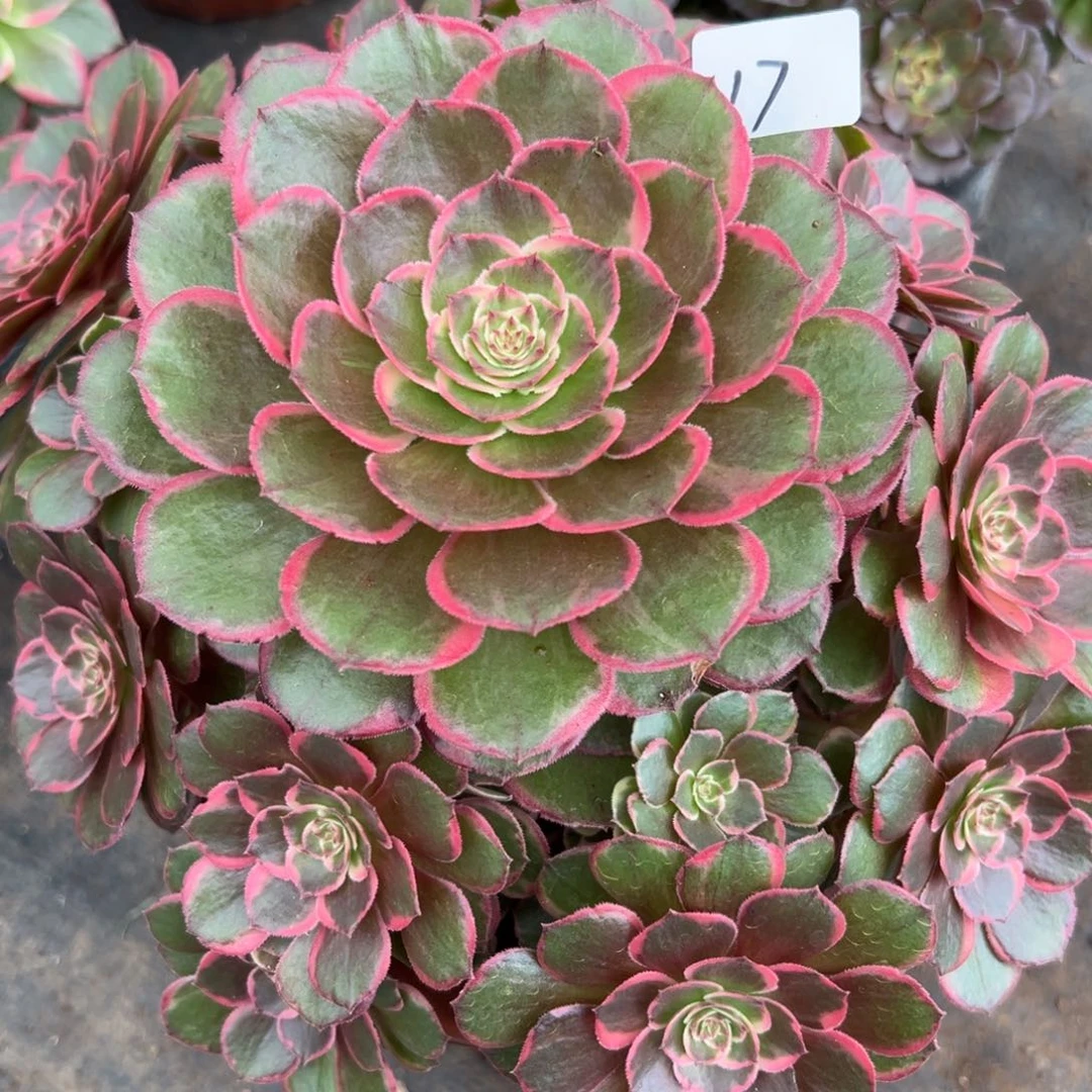 17夜宴多肉植物系