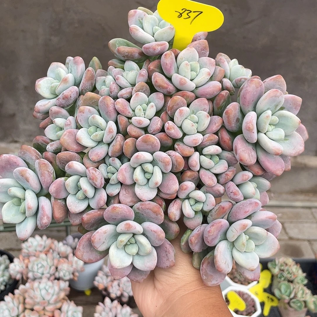 红洛神多肉植物837