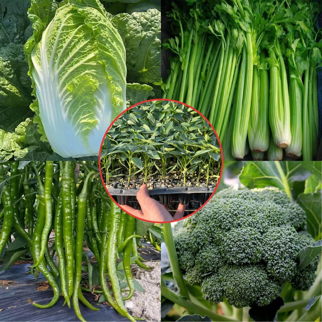【福袋款】辣椒白菜芹菜西兰花阳台小院家庭种植高产寿光蔬菜苗