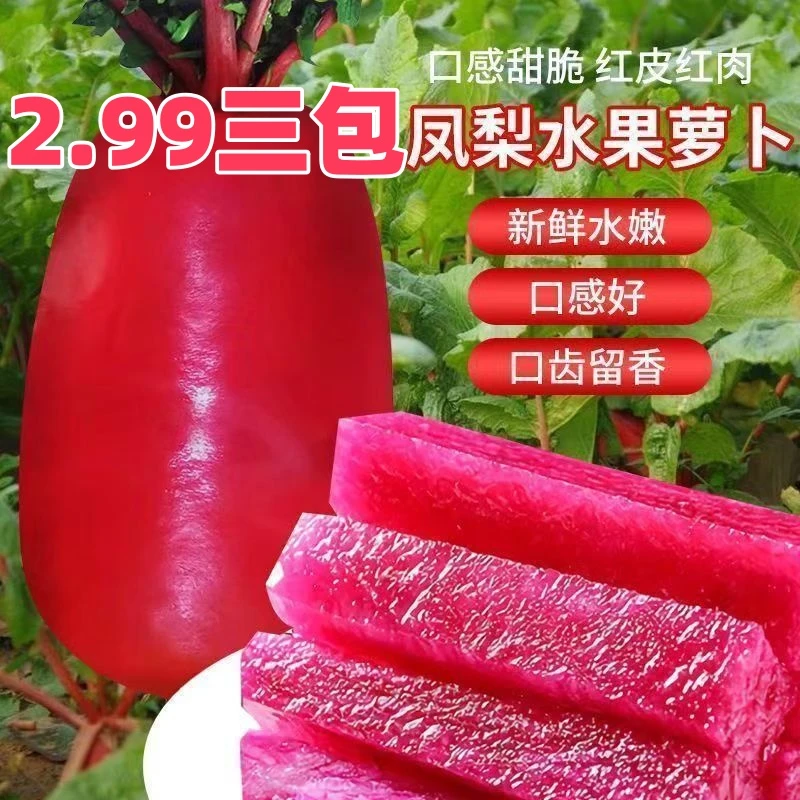 【下单发3包】凤梨水果萝卜种子生吃紫美人萝卜胭脂萝卜籽夏季可种