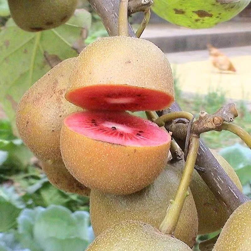 一物一拍猕猴桃大苗基地直销现挖水果现发猕猴桃树苗