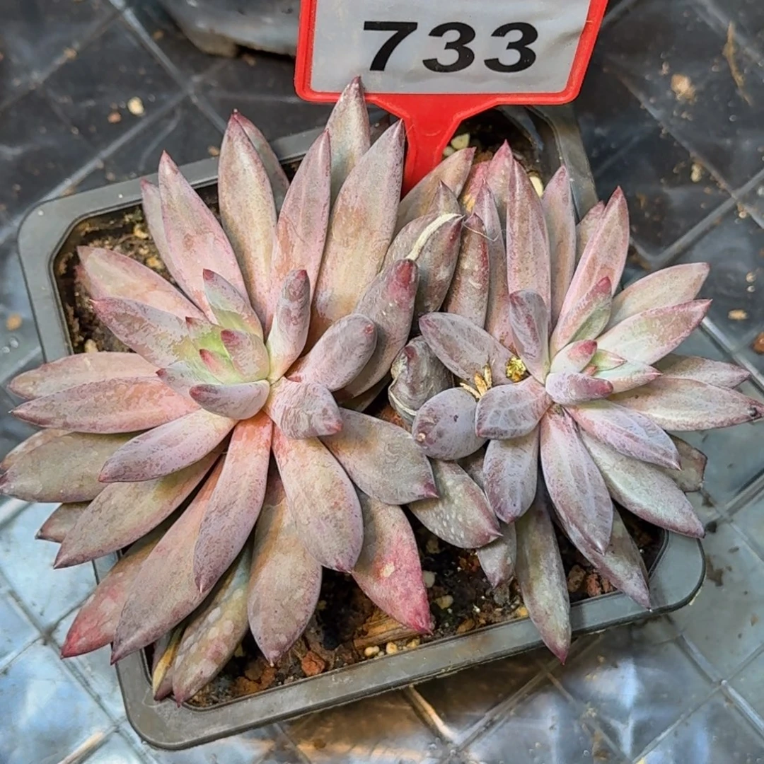 多肉植物虞美人群733