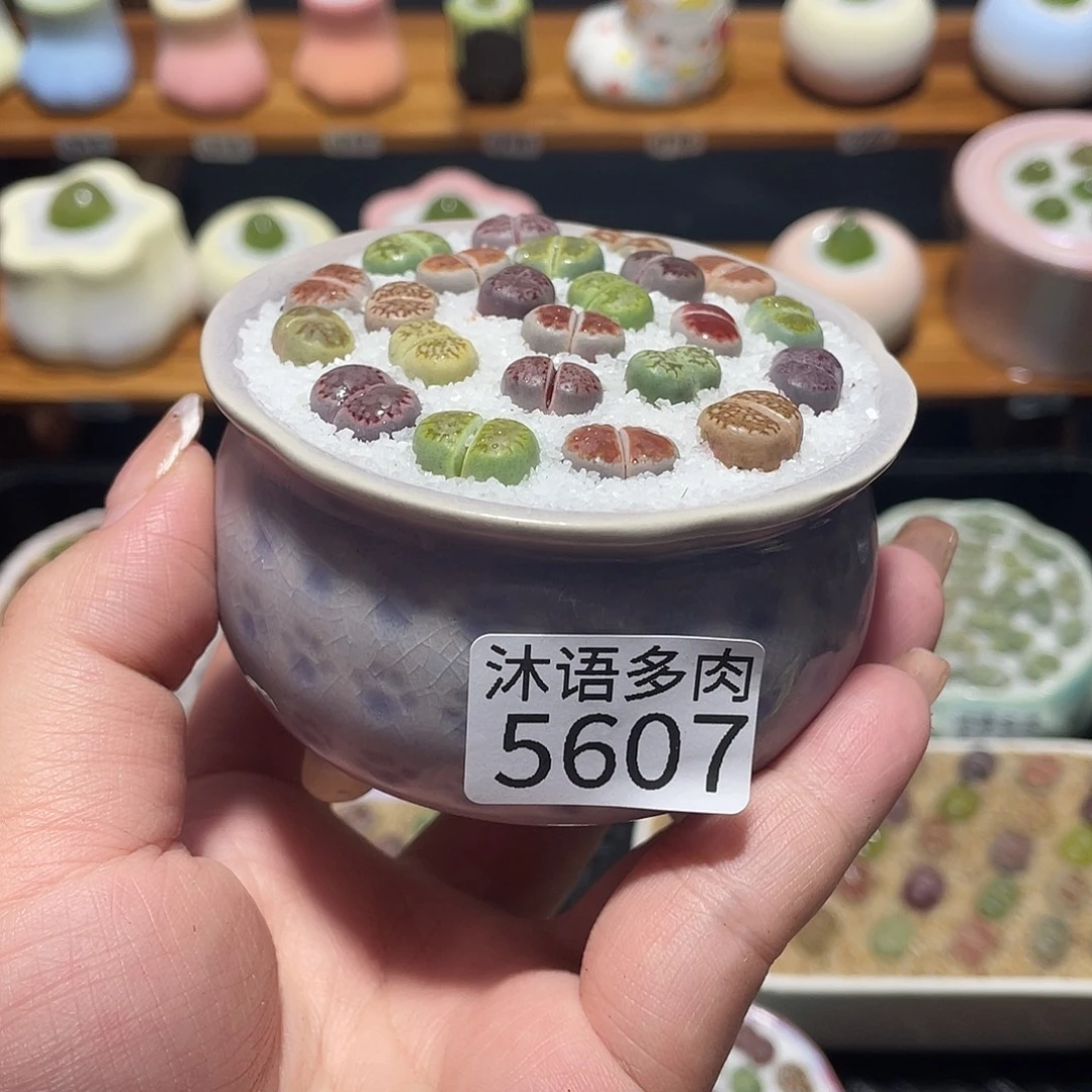 暖***1带盆土植物 一物一拍5607