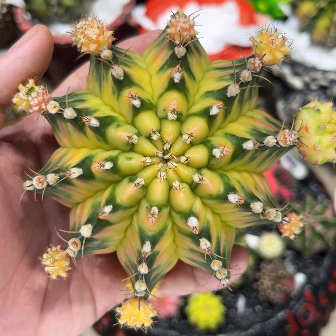 侧芽180一个 还有一个