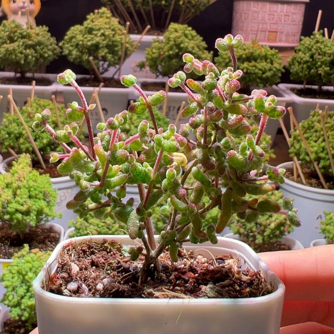 001花斑露一物一拍带盆土发货