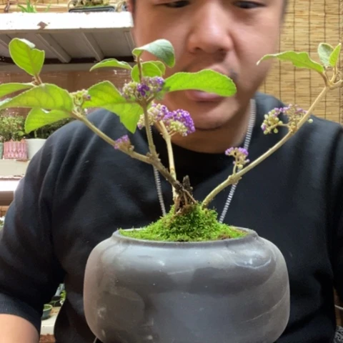 红陶江***肌一物一拍所见即所得59